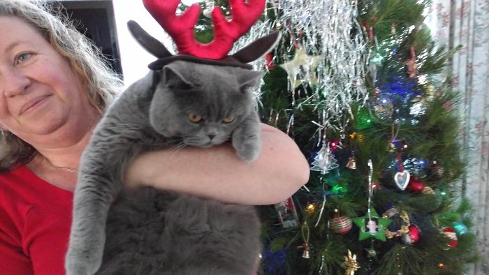 Christmas Cat