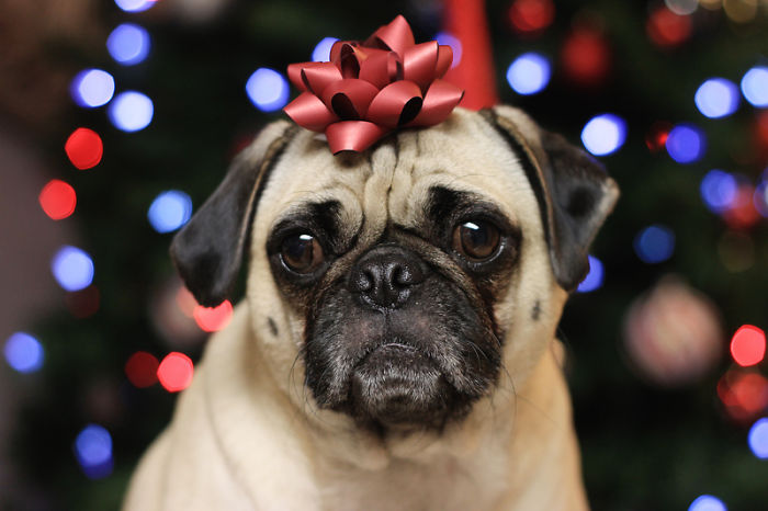 Christmas Pug