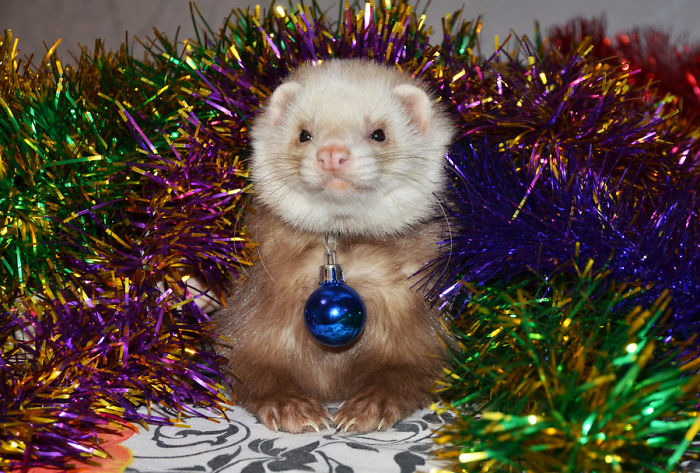 I'm Ready To Meet Christmas!