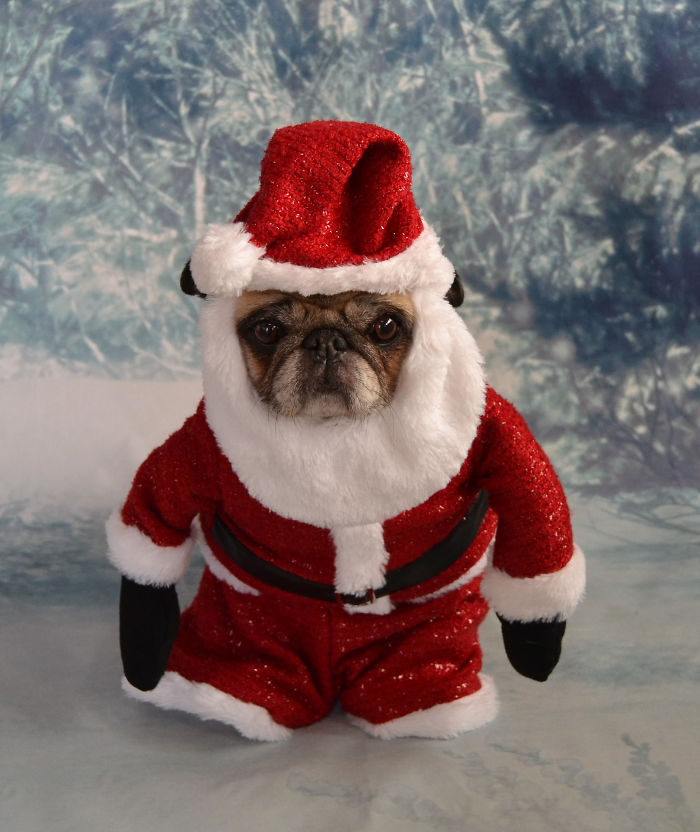Old St. Nick Pug