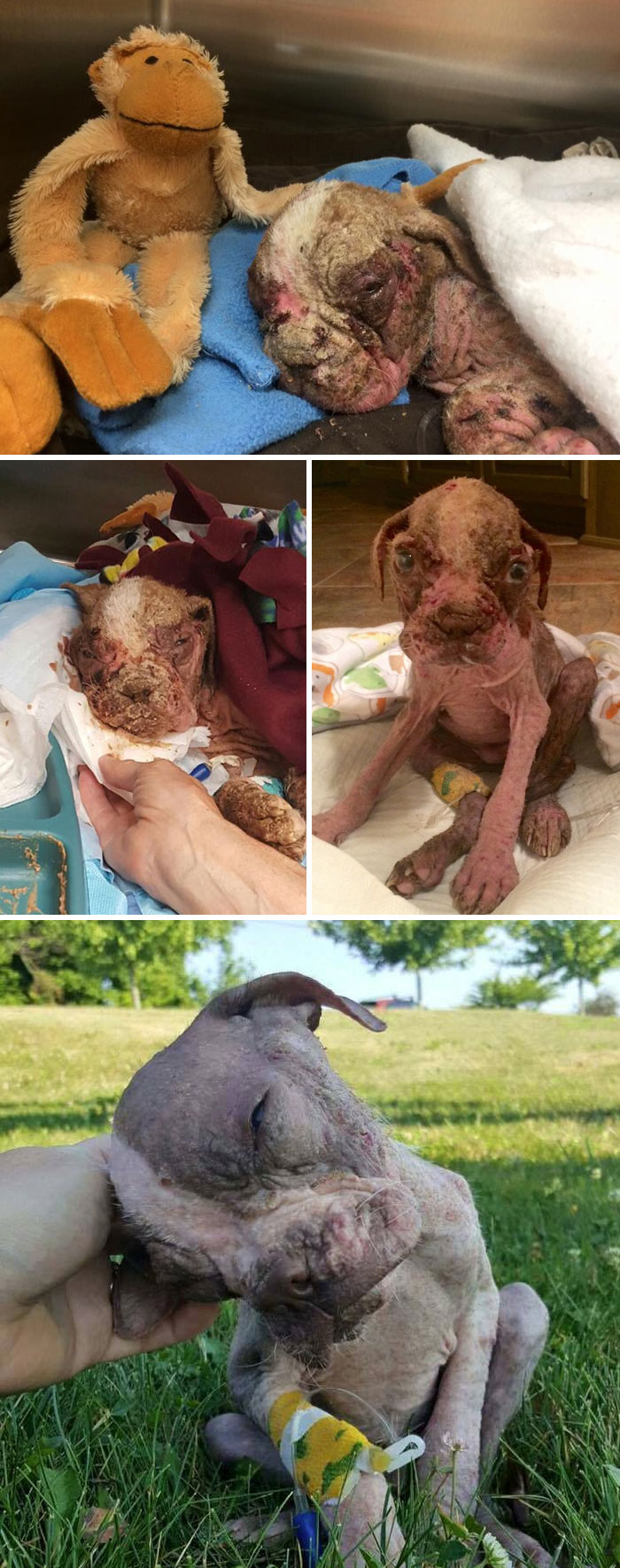 Abandoned Puppy Who Wasn’t Supposed To Survive Gets Saved By A Miracle