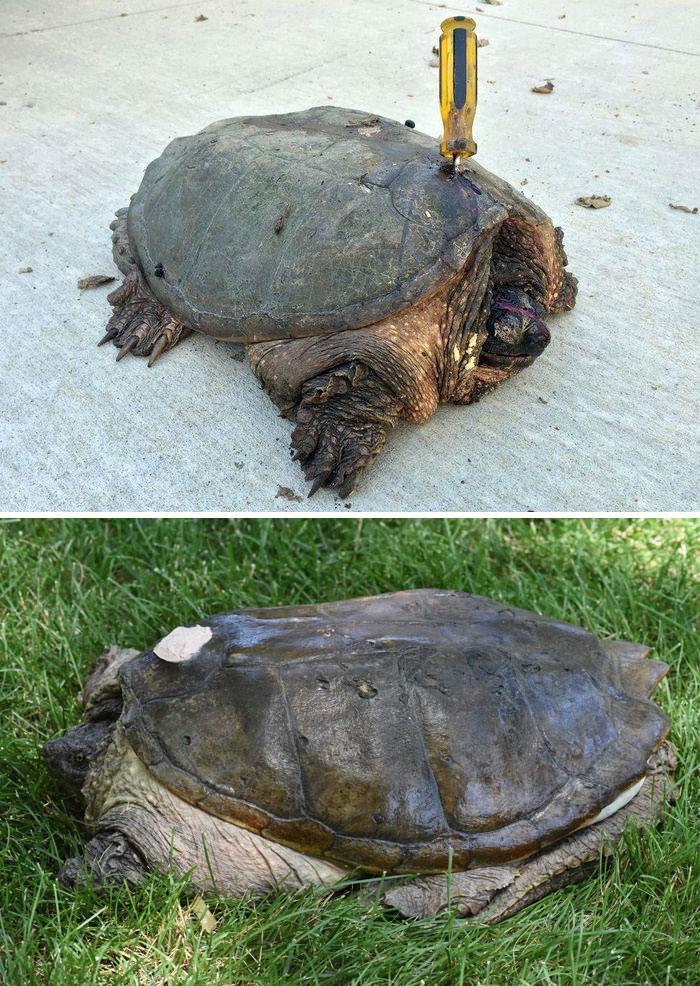 This Badly Injured Turtle With A Screwdriver Still Sticking From Her Back Approached A Couple Outside Their Home. They Rushed The Poor Critter To A Vet Clinic Where She Was Treated
