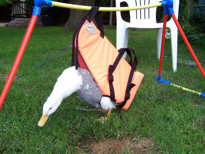 Duck Born Unable To Walk Is Saved By Loving Humans