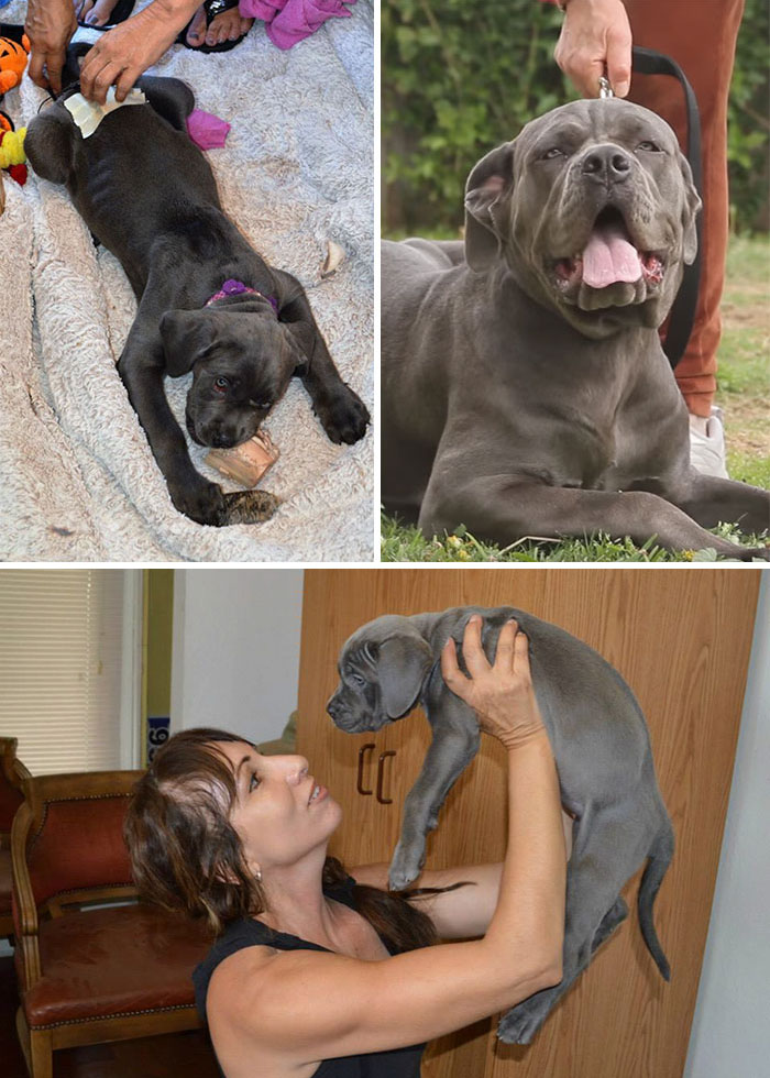 Abandoned Mastiff Pup That Couldn’t Walk Now Runs Happily With The Humans That Believed In Her