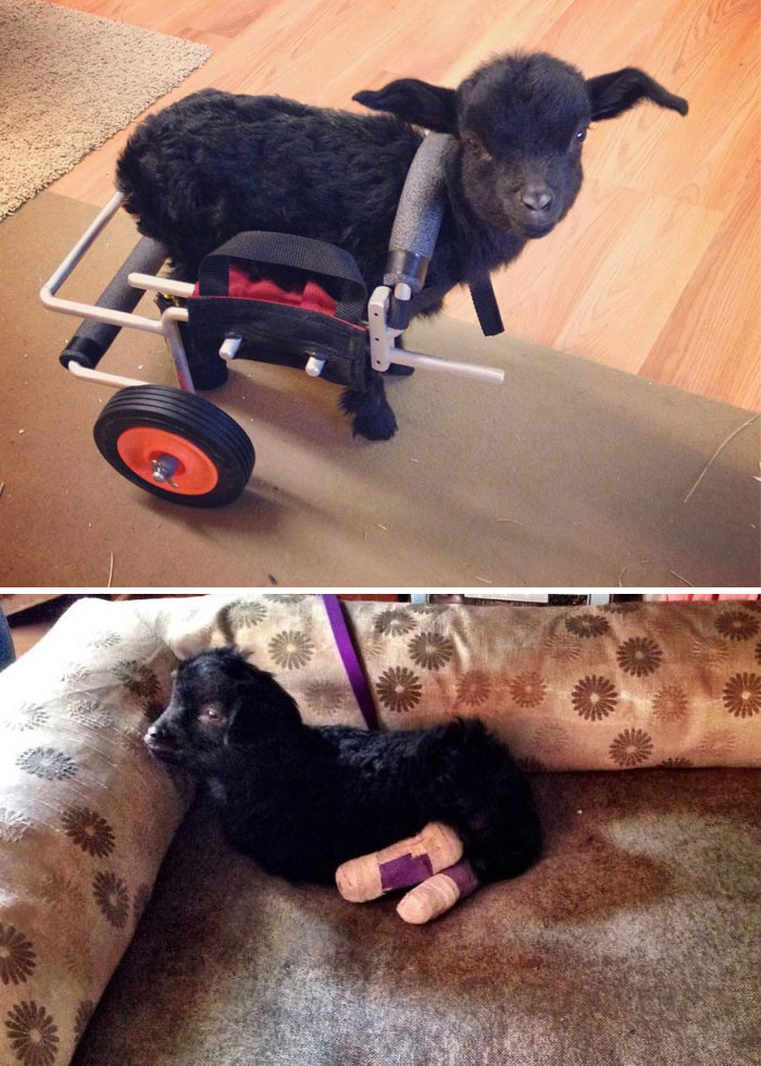 Woman Adopted A Lovely Baby Goat That Lost His Back Legs After Frostbite