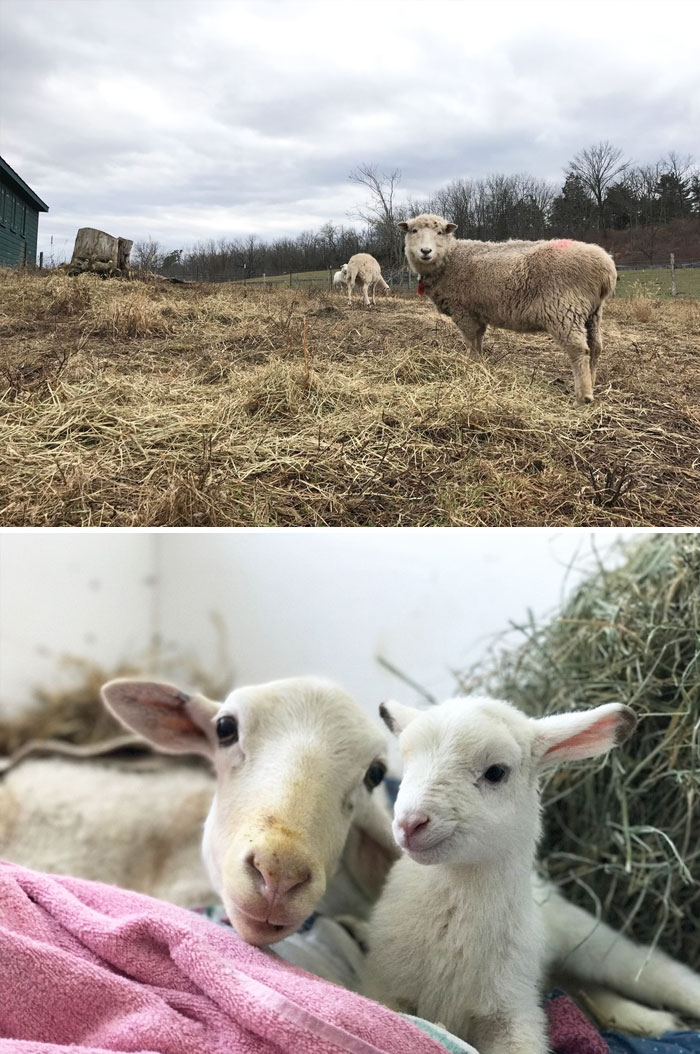 Sheep Rescued From Horrible Farm Gives Rescuers The Cutest Surprise As She Delivers A Baby Sheep