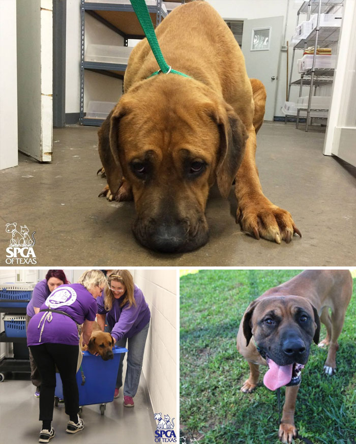 Dog Saved From A Meat Farm Was So Scared To Take A Walk That Shelter Workers Had To Wheel Him Outside And He Loved Every Second Of It