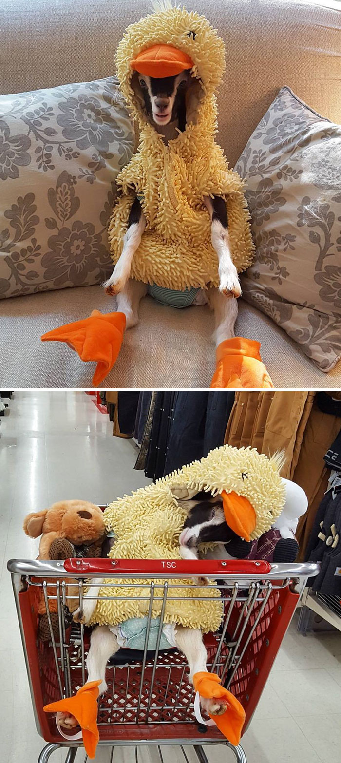 Rescued Goat Suffering From Anxiety Is Given A Duck Costume That Is The Only Thing That Calms Her Down