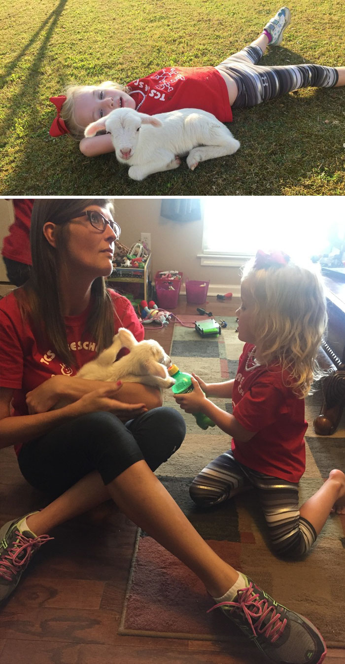 After Her Mom Refused To Take Care Of Her, Baby Lamb Ran Away And Found New Home At The Farm Next Door