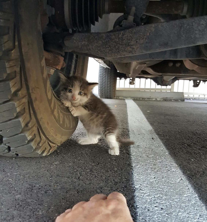 A Guy Found A Scared Kitten Under A Truck And Just Couldn’t Say No To Her