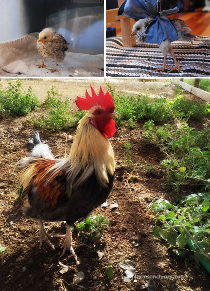 Ill And Weak Chick Gets Another Chance To Live From Loving Humans, Becomes The Leader Of A Flock Of Rescued Chickens