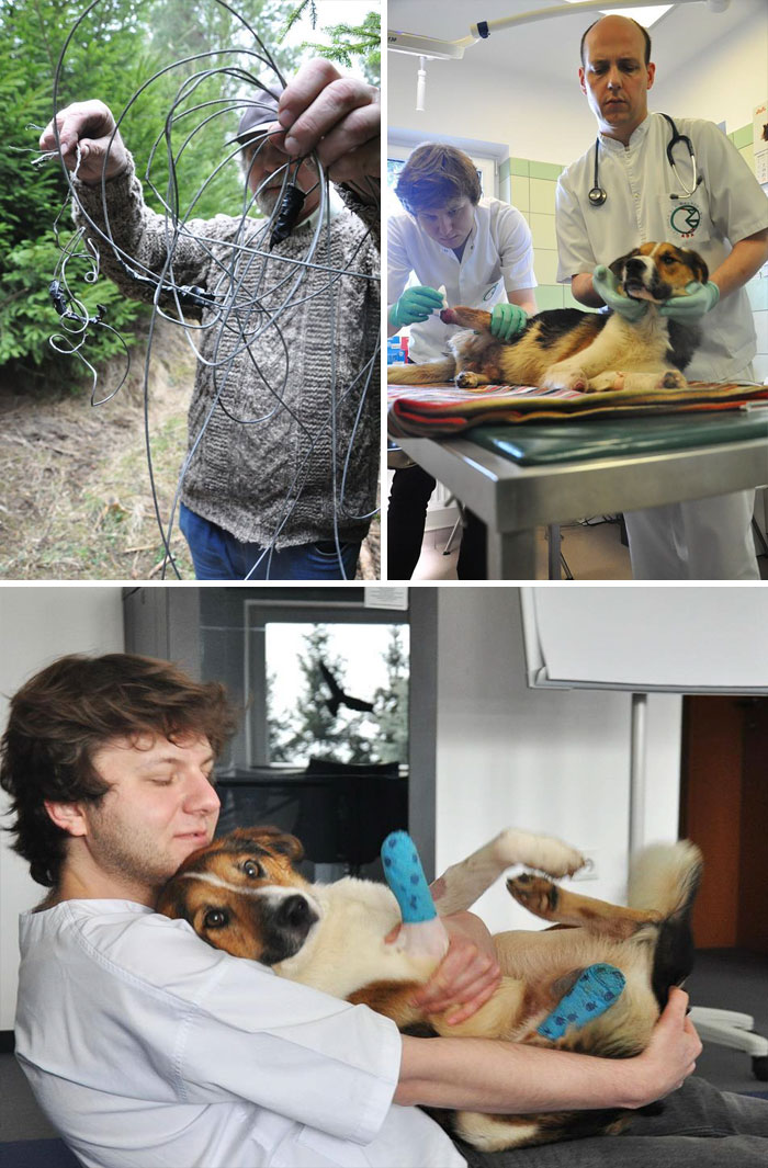 Dog Caught In Bear Trap Gets Back Up On His Two Feet After Making A New Friend At A Rescue Center