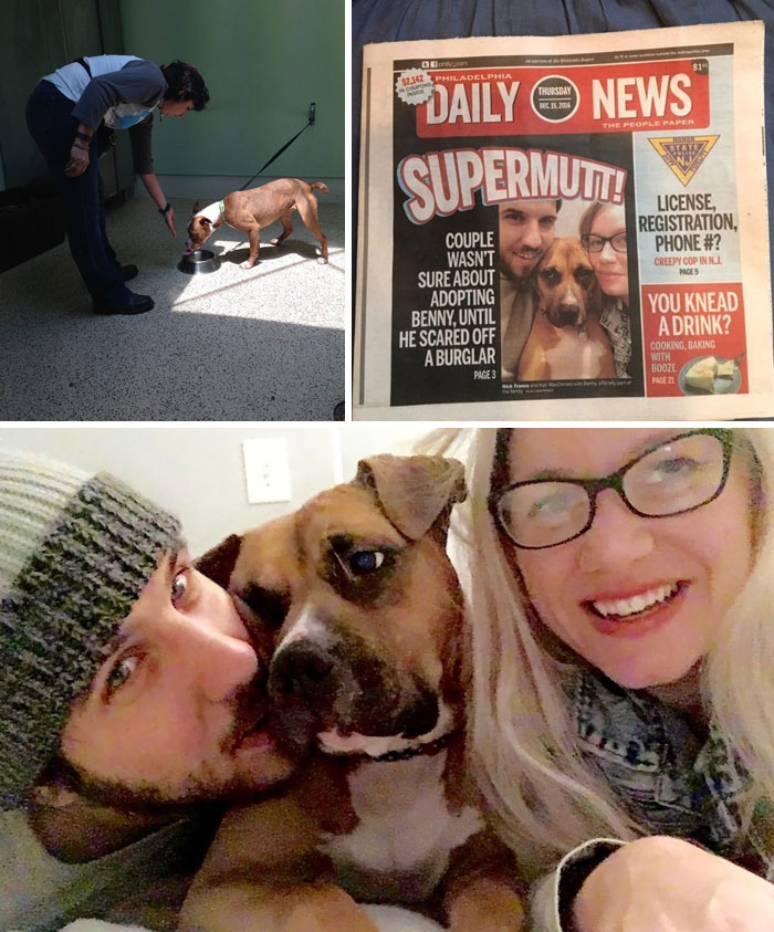 This Dog Stopped A Burglary At His Foster Family House So They Decided To Adopt Him