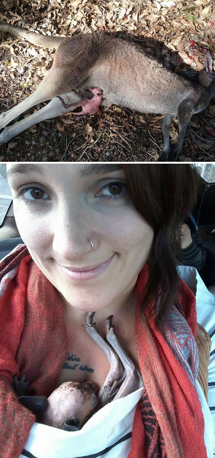 Woman Finds Dead Kangaroo On The Road, Saves Orphaned Baby's Life