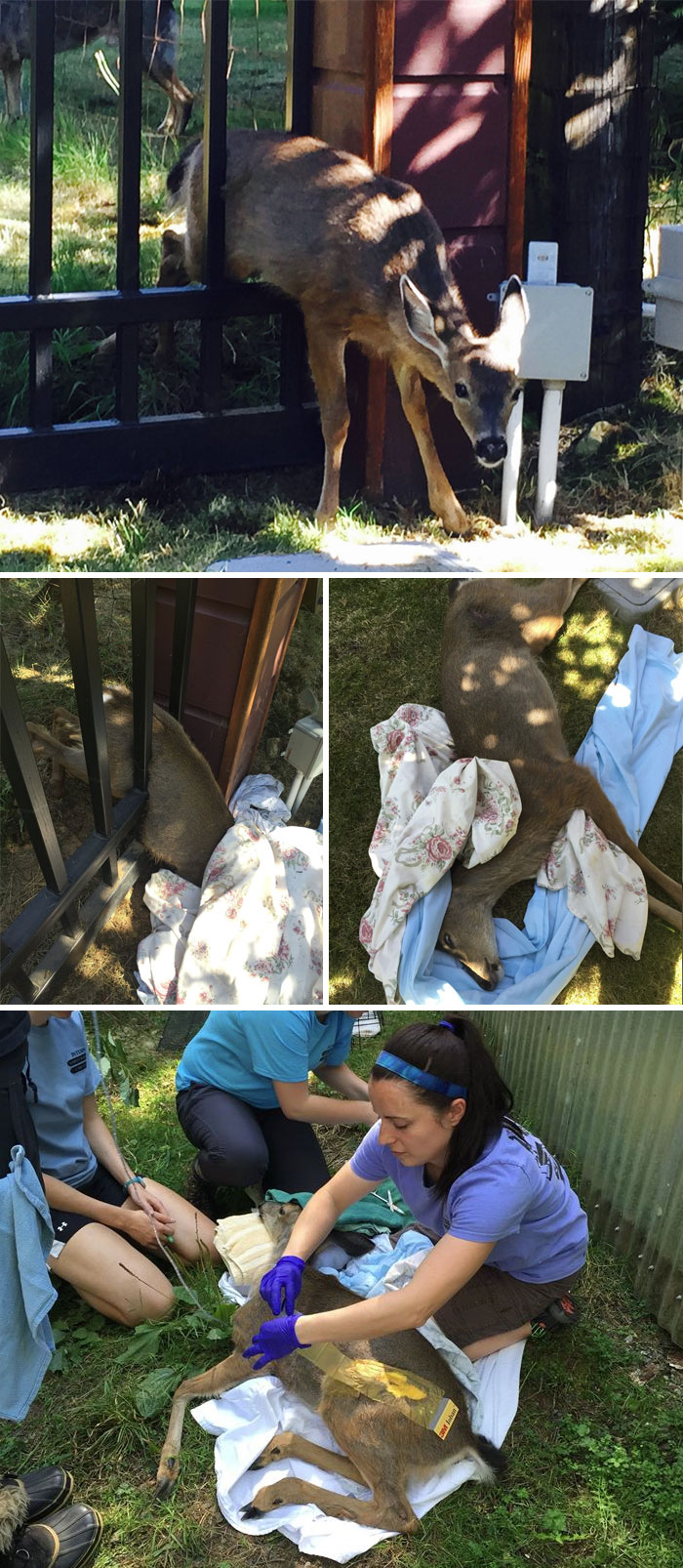 People Saved Young Deer Who Was Stuck This Heavy Metal Fence