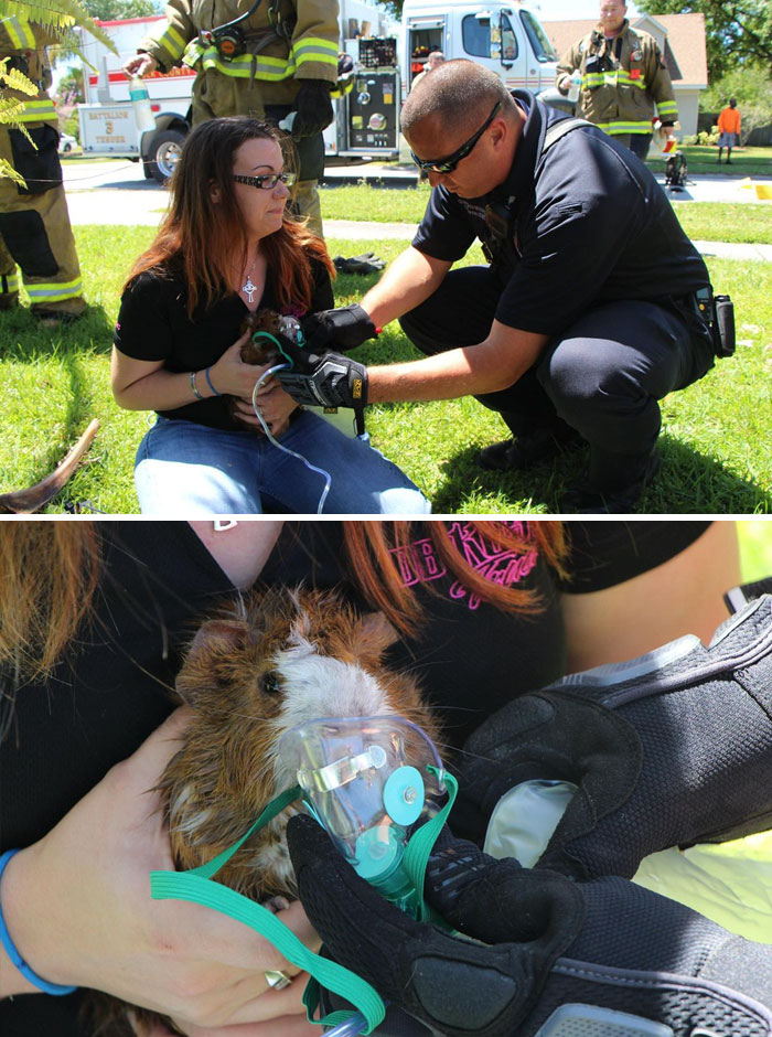 Firefighters Rescue Guinea Pig From A Burning House