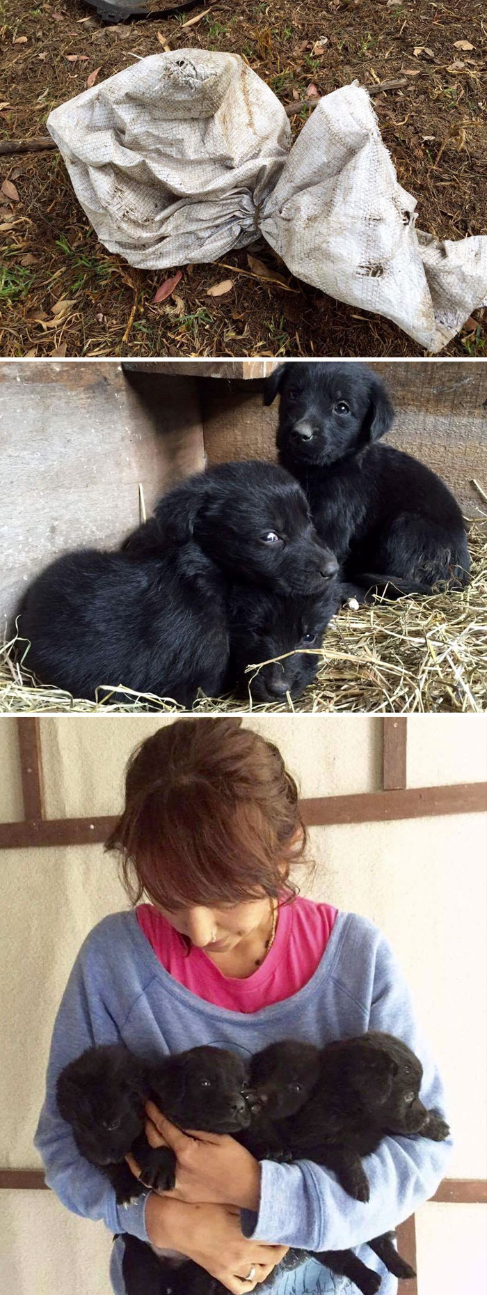 Woman Found A White Sack In The Field With Four Little Puppies In An Appalling Condition, Took Them To The Sanctuary, Where No One Can Harm Them Again