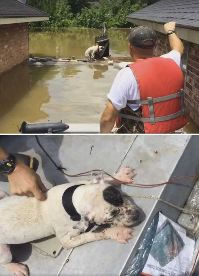 This Man Came To The Rescue Of Two Pit Bulls During The Flood In Louisiana
