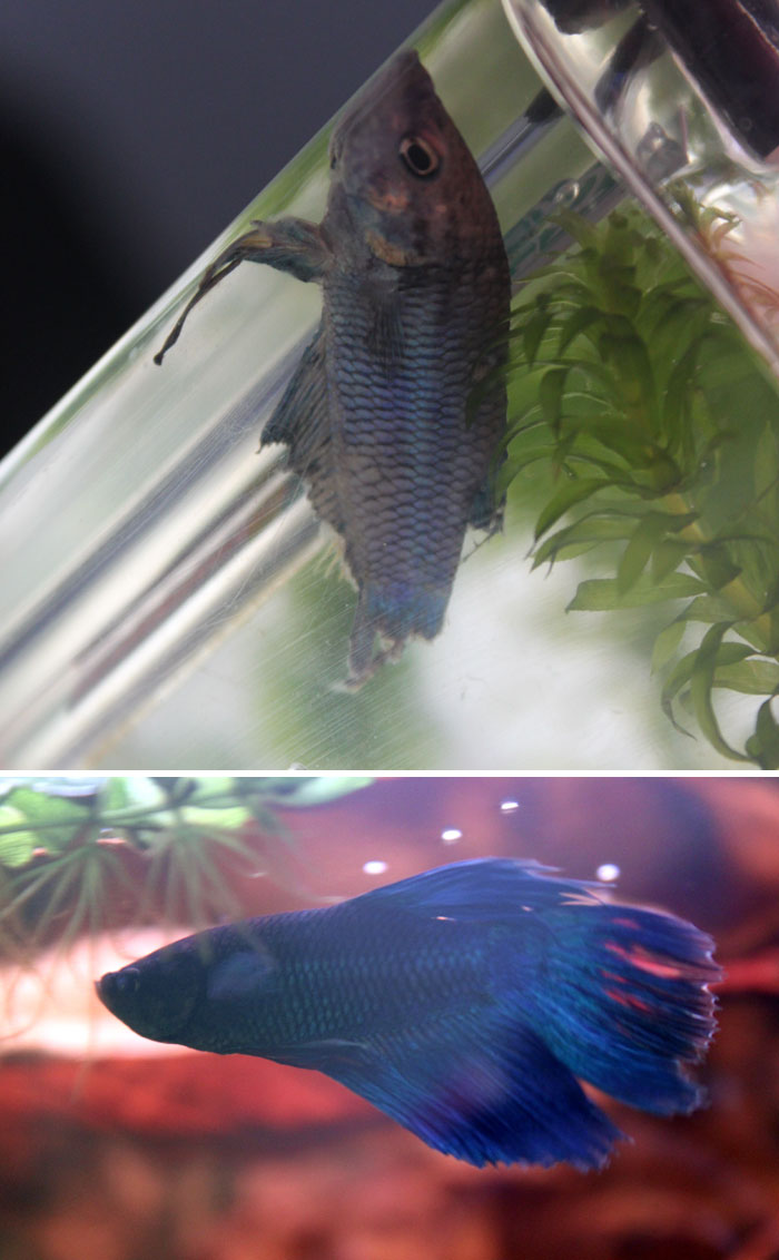 Woman Saves Neglected Fish From A Pet Store And Completely Transforms Him