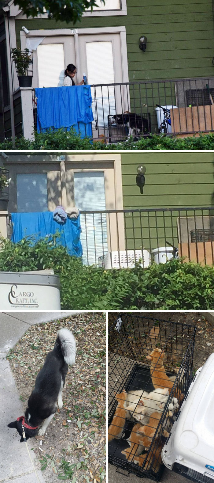 Woman Tries To Save Husky Left In A Crate On A Hot Day By Posting Pictures On Social Media, Ends Up Saving 13 Animals From The Same House