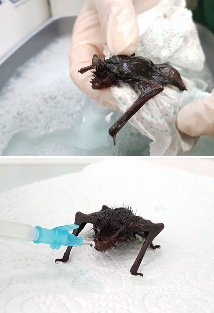 This Poor Little Pipistrelle Bat Rescued From Being Stuck To Sticky Fly Paper