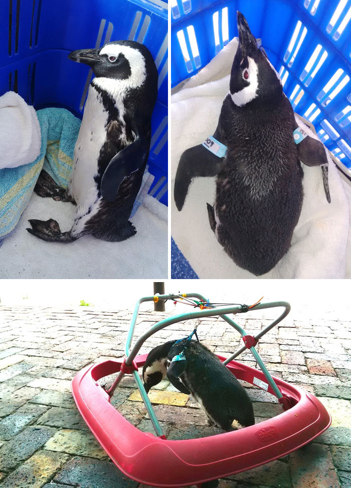 Eric Stewart, Who Had To Re-Learn To Walk Following A Stroke A Few Years Ago, Heard About The Paralysed Rescued Penguin And Built The Bird A Special Walking Frame