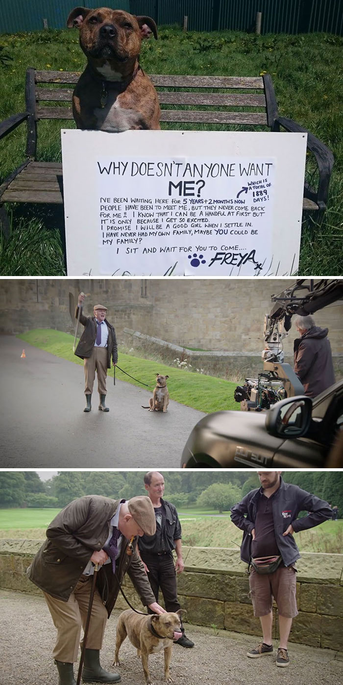 World’s Loneliest Shelter Dog’ Becomes A Movie Star In Transformers 5, Works With Anthony Hopkins