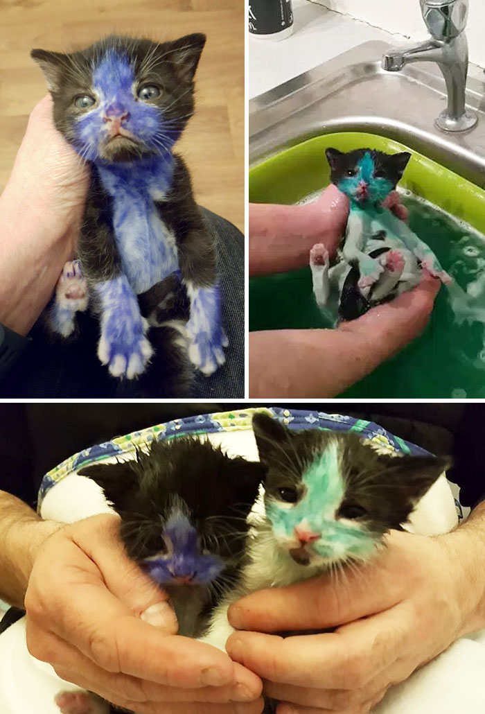 Two Little Kittens Rescued In England After Being Found Colored With Markers