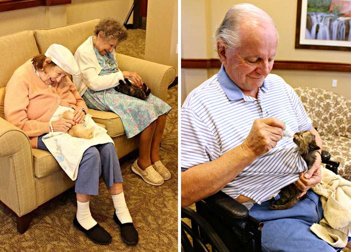 Animal Shelter Partners With Elderly Care Facility To Save Both Orphaned Kittens And Elders