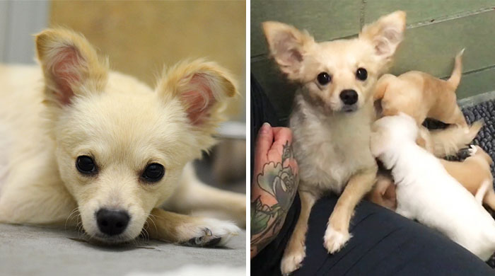 Sad Mama Dog Reunites With Her Lost Puppies