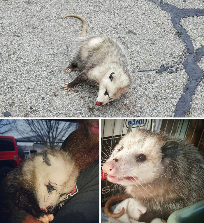 Pregnant Opossum Found “Dead” Hugs The Human That Saved Her Life