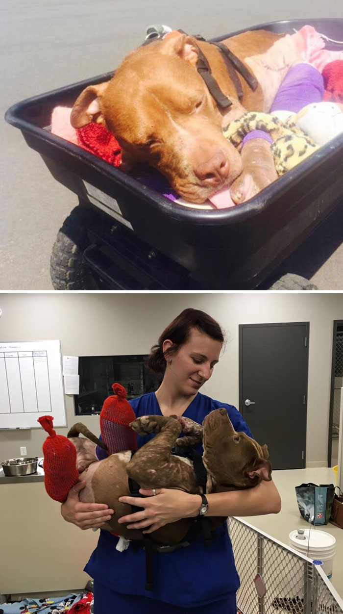 Dog Rescued From Fighting Now Gets All The Love He Needs