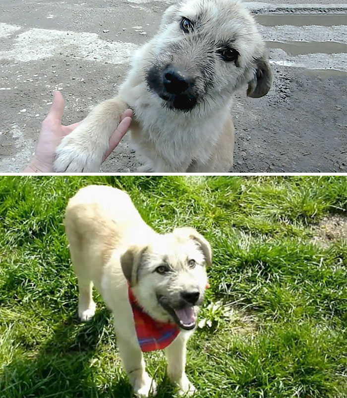 Stray Puppy Shakes Rescuer’s Hand After He Saves His Life