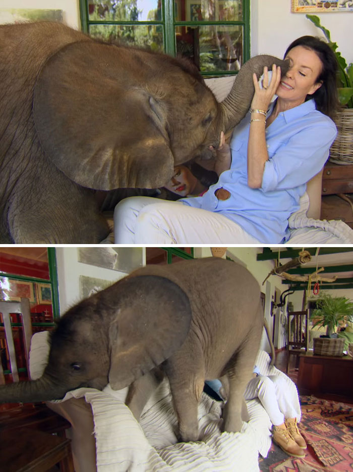 Abandoned Baby Elephant Can’t Stop Following Her Rescuer After Being Saved From Drowning In Flooded River