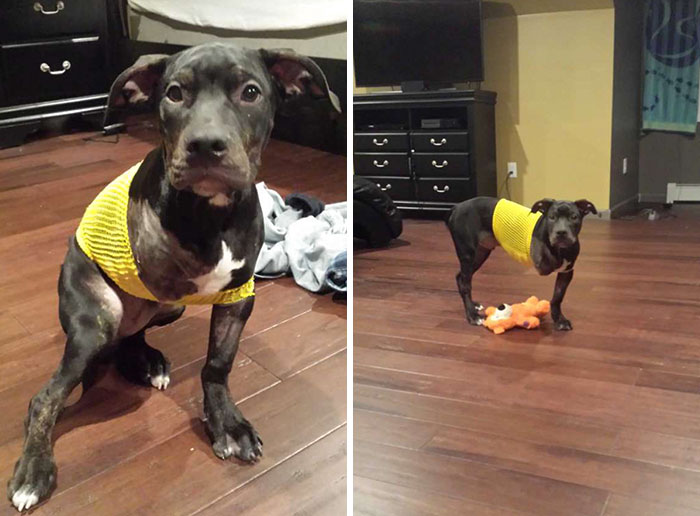 Injured Puppy Thrown Out Of Moving Car And Set To Be Put Down Gets Saved By A Loving Cop. Although One Of Doggie’s Legs Had To Be Amputated, Now The Pooch Has A Loving Home