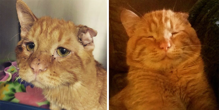 Couple Adopts ‘Saddest Cat’ In The World Nobody Wanted, Here’s How Kitty Transformed In One Hour