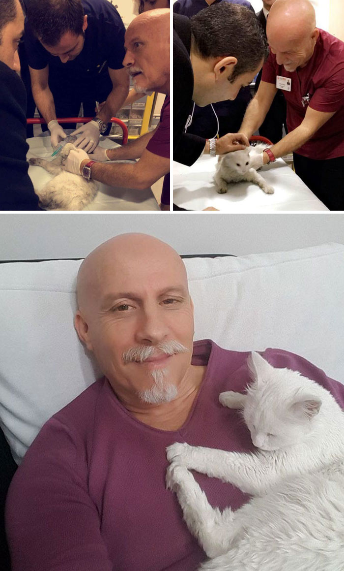 Emergency Doctor Uses CPR On Stray Cat To Save Her Life And Adopts Her Afterwards