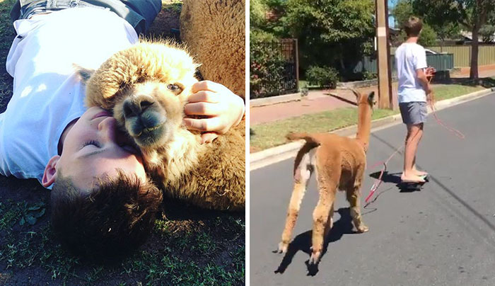 Guy Saves Alpaca From Meat Factory, And Now They’re Best Friends