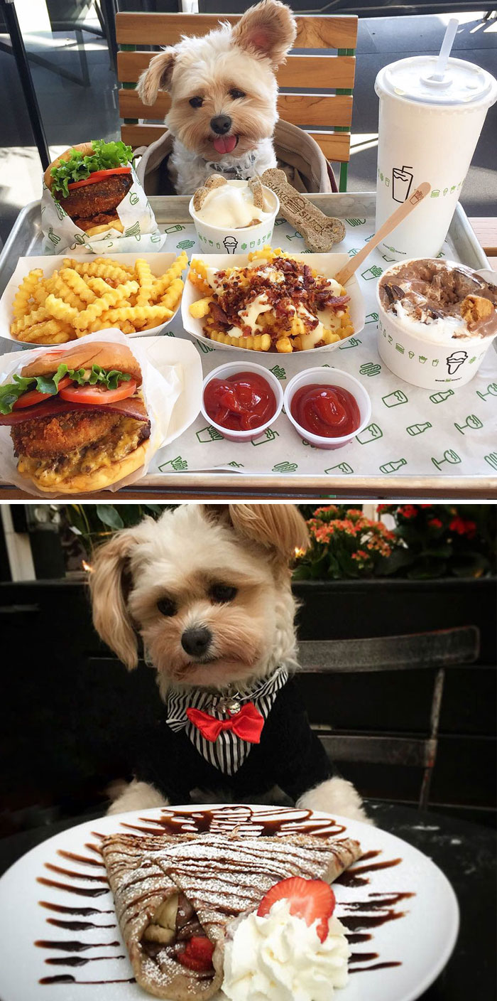 Starving Homeless Dog Gets Rescued And Taken To Pet-Friendly Restaurants Every Day