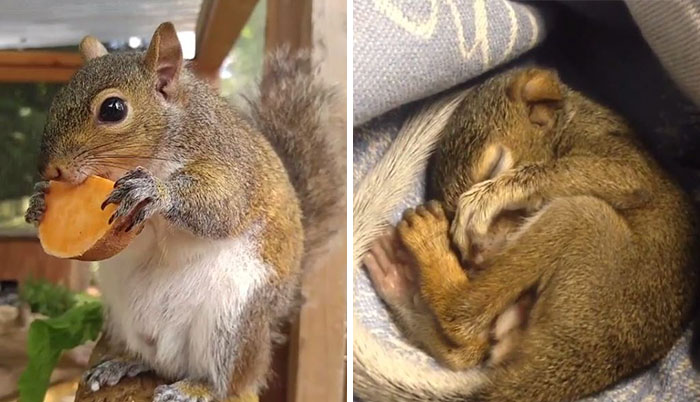 This Squirrel Fell From A Tree And Cried For Days Until People Saved His Life