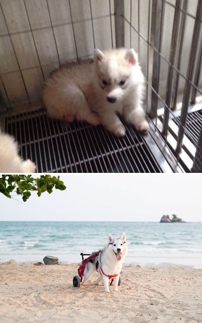 Husky Born Without Paws Gets Adopted And Becomes The Happiest Pup In A Wheelchair