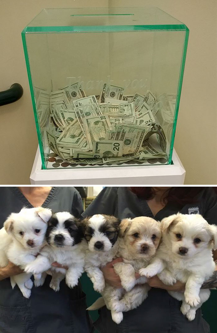 Anonymous Person Put $8,000 Into This Animal Shelter’s Donation Box