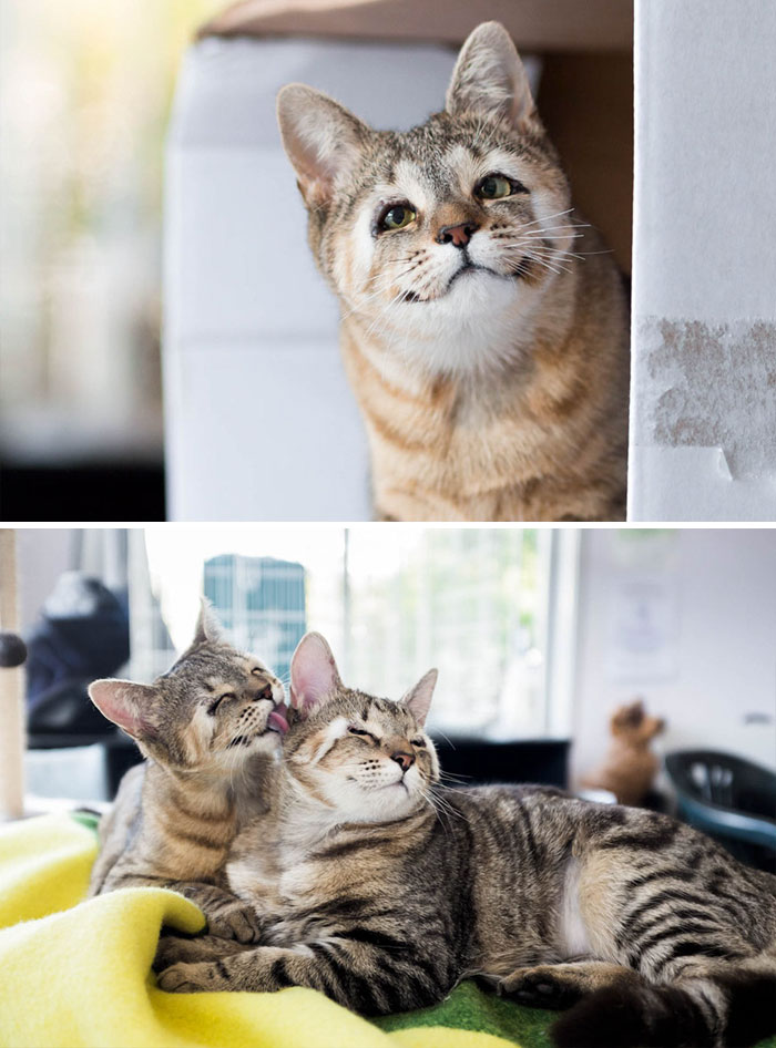 Stray Kittens Born Without Eyelids Couldn’t Be Happier After Humans Saved Their Sight