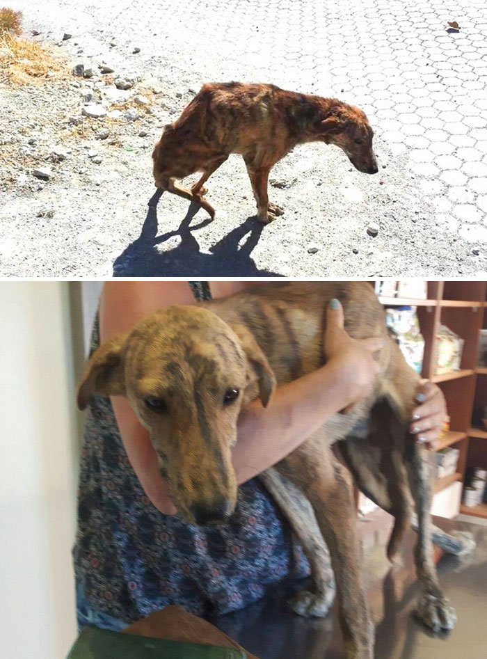 Woman On Holiday Finds A Dog With Broken Spine, Takes Him Home From Greece To Holland