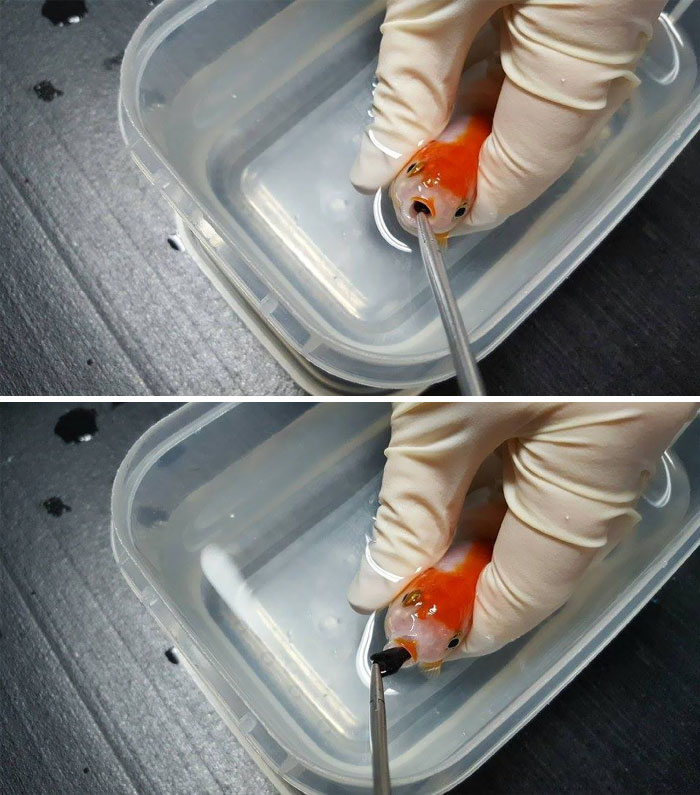 Woman Spends $500 To Save Her Choking Goldfish’s Life