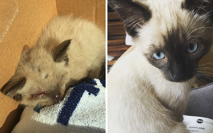 Woman Finds Injured Kitten On The Road Bleeding Through His Eyes And Nose, Here’s How He Looks Now