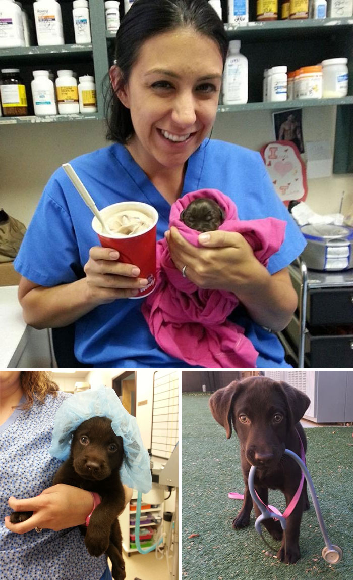 Vet Saves Chocolate Lab Puppy No Bigger Than Chocolate Milkshake From Euthanasia And Then Adopts It