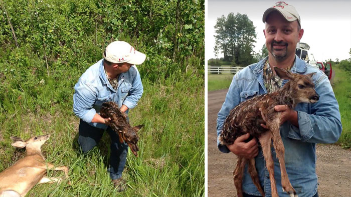 Man Sees Dying Deer On Road, Stops His Car To Perform C-Section To Save Her Baby