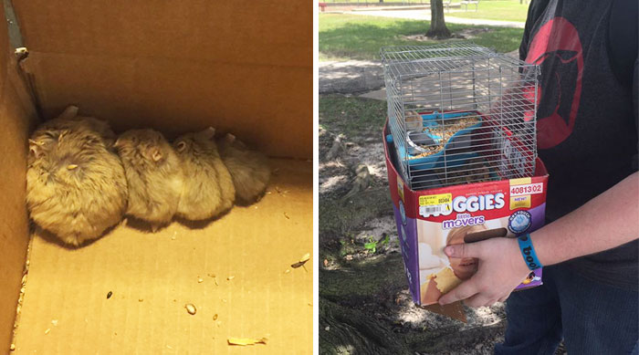 27 Abandoned Animals (20 Hamsters And 7 Mice) Rescued By Pokemon Go Players