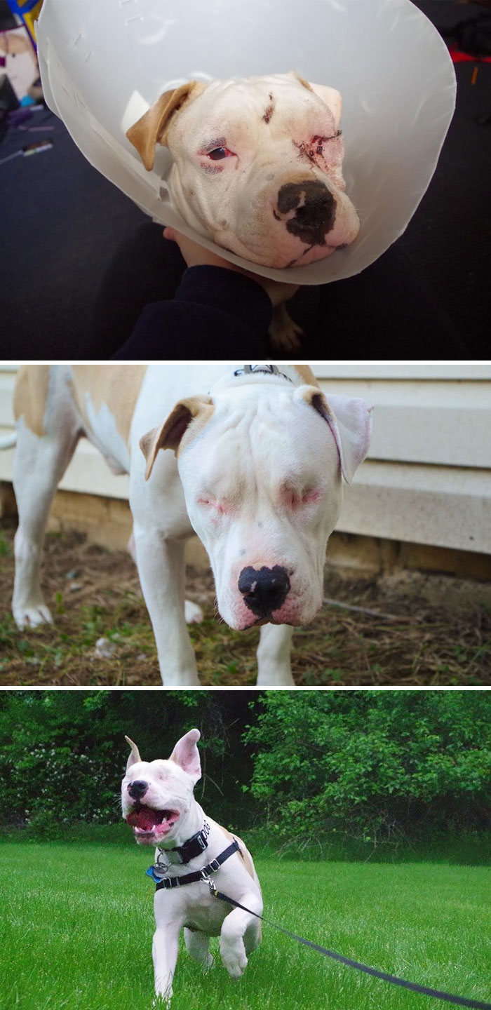 Blind Dog Abandoned After Hit-And-Run Accident Now Brings Joy To Everyone Around Him